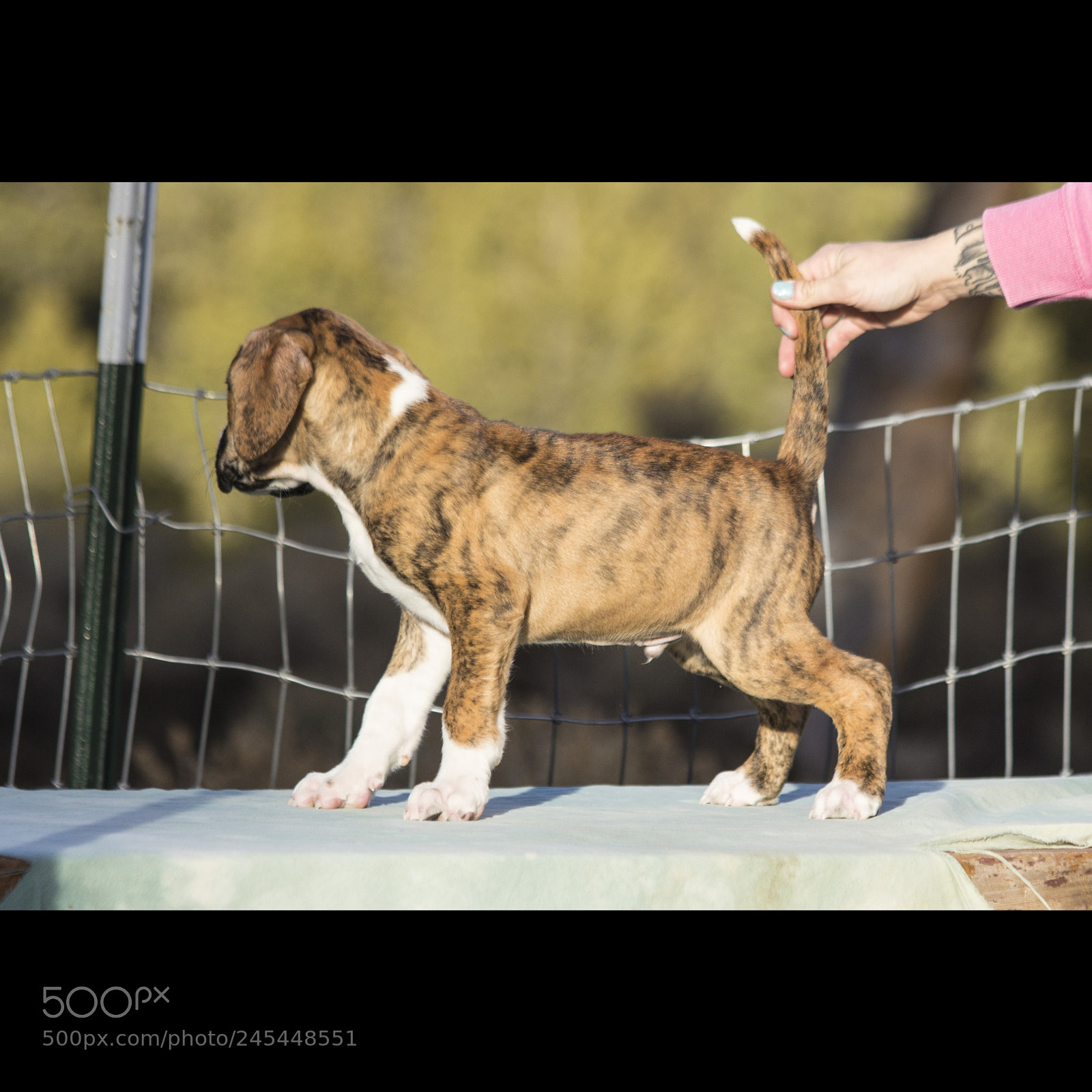 Canon EOS 60D sample photo. Chexsakura-puppy2-male(day 49)d photography