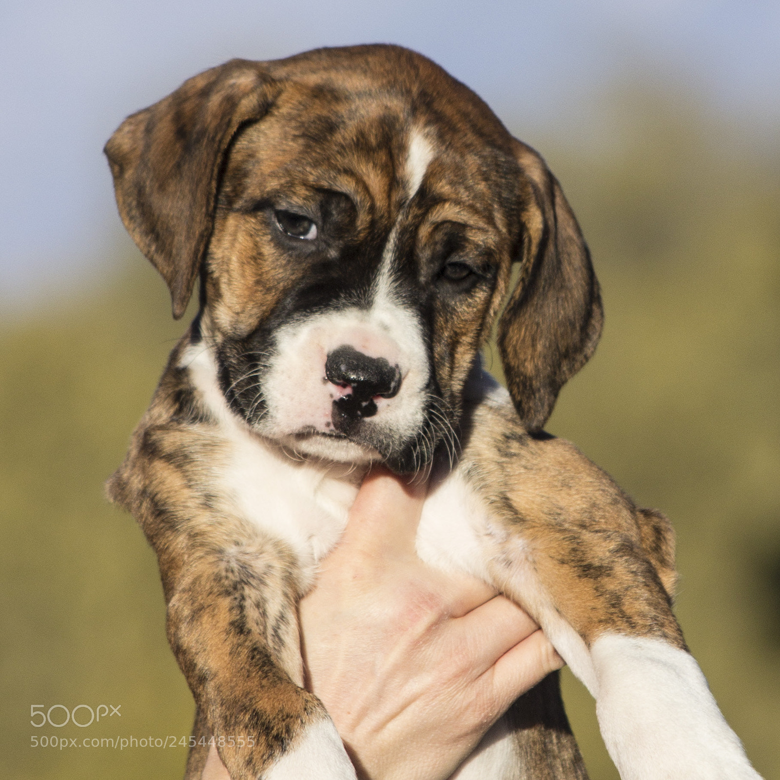 Canon EOS 60D sample photo. Chexsakura-puppy3-female(day 49)a photography