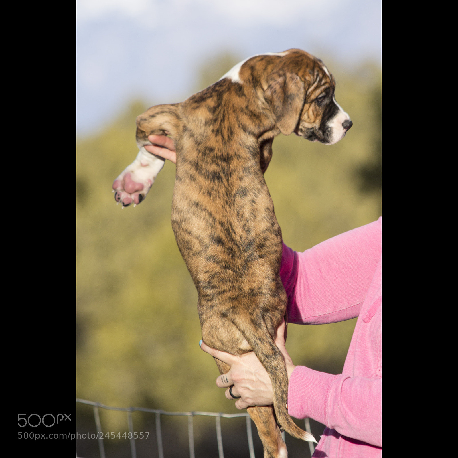 Canon EOS 60D sample photo. Chexsakura-puppy3-female(day 49)b photography