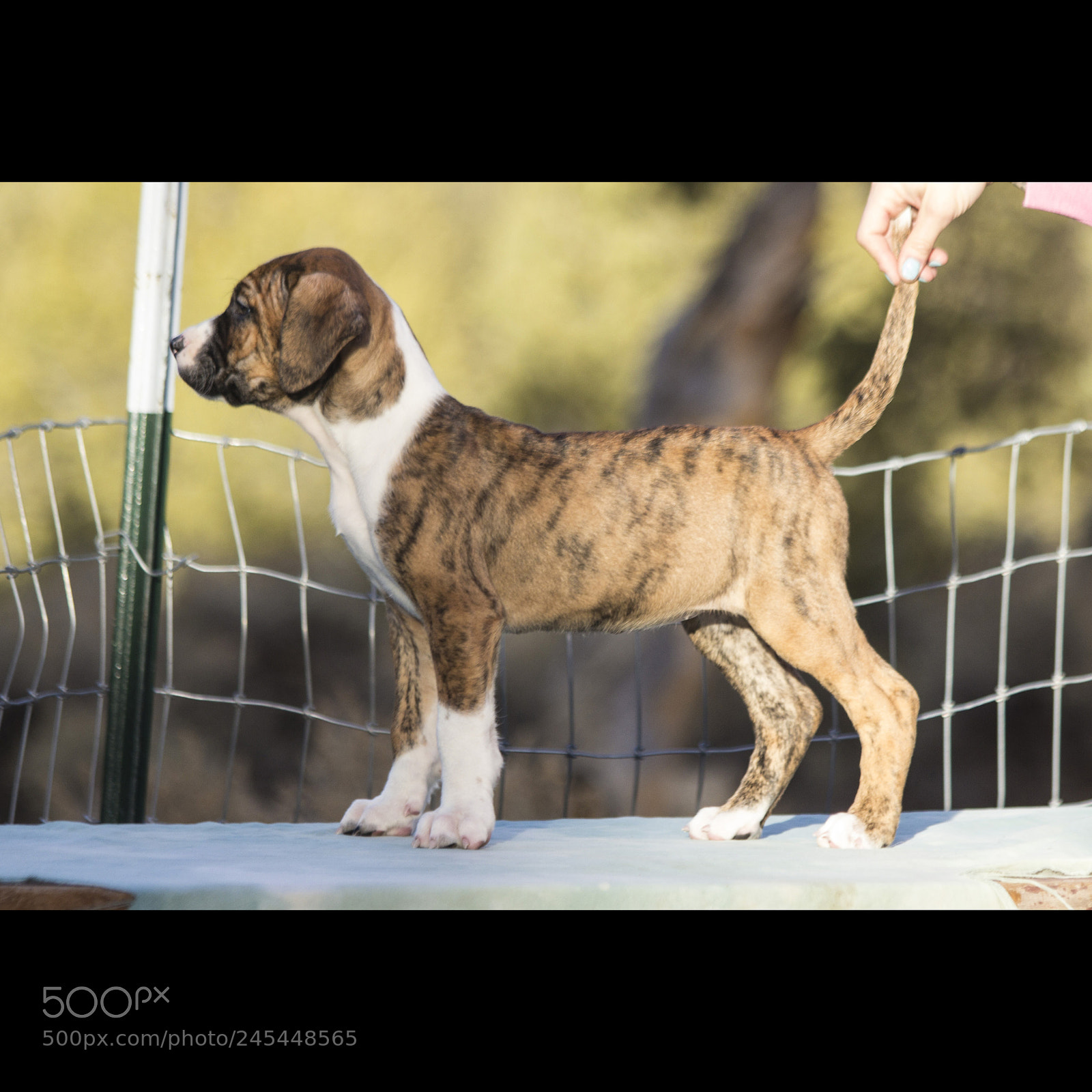 Canon EOS 60D sample photo. Chexsakura-puppy3-female(day 49)c photography