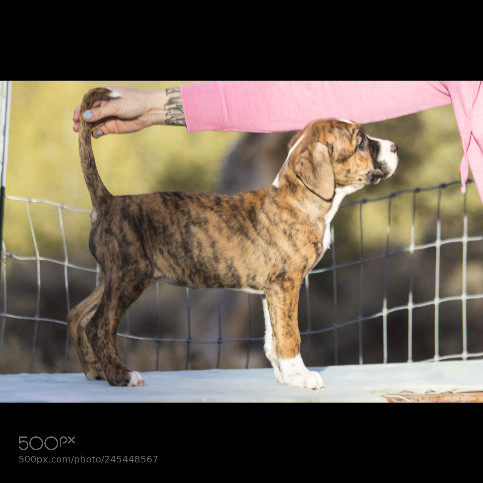 Canon EOS 60D sample photo. Chexsakura-puppy3-female(day 49)d photography
