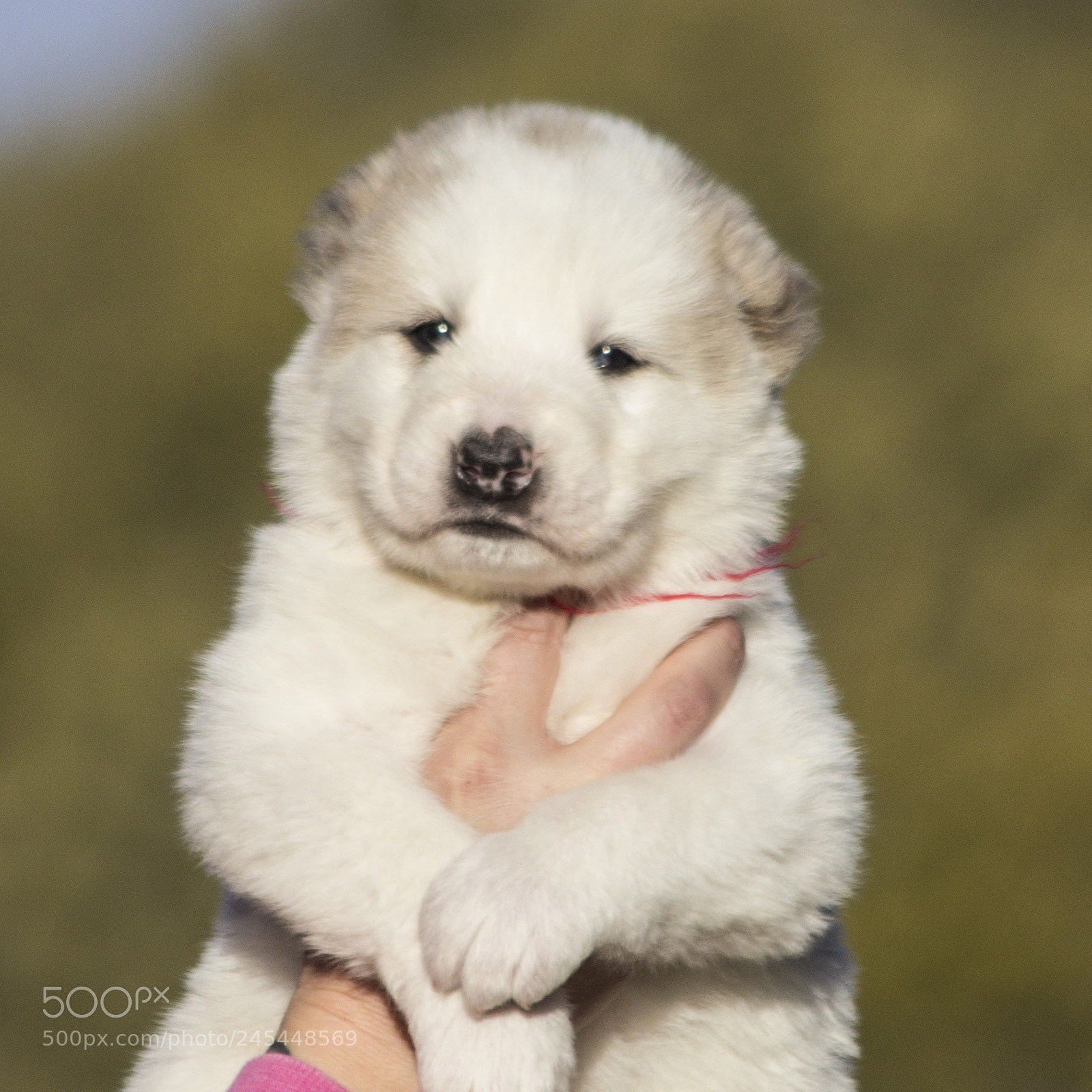 Canon EOS 60D sample photo. Timurxnina-litter2-puppy1-male day 28 a photography