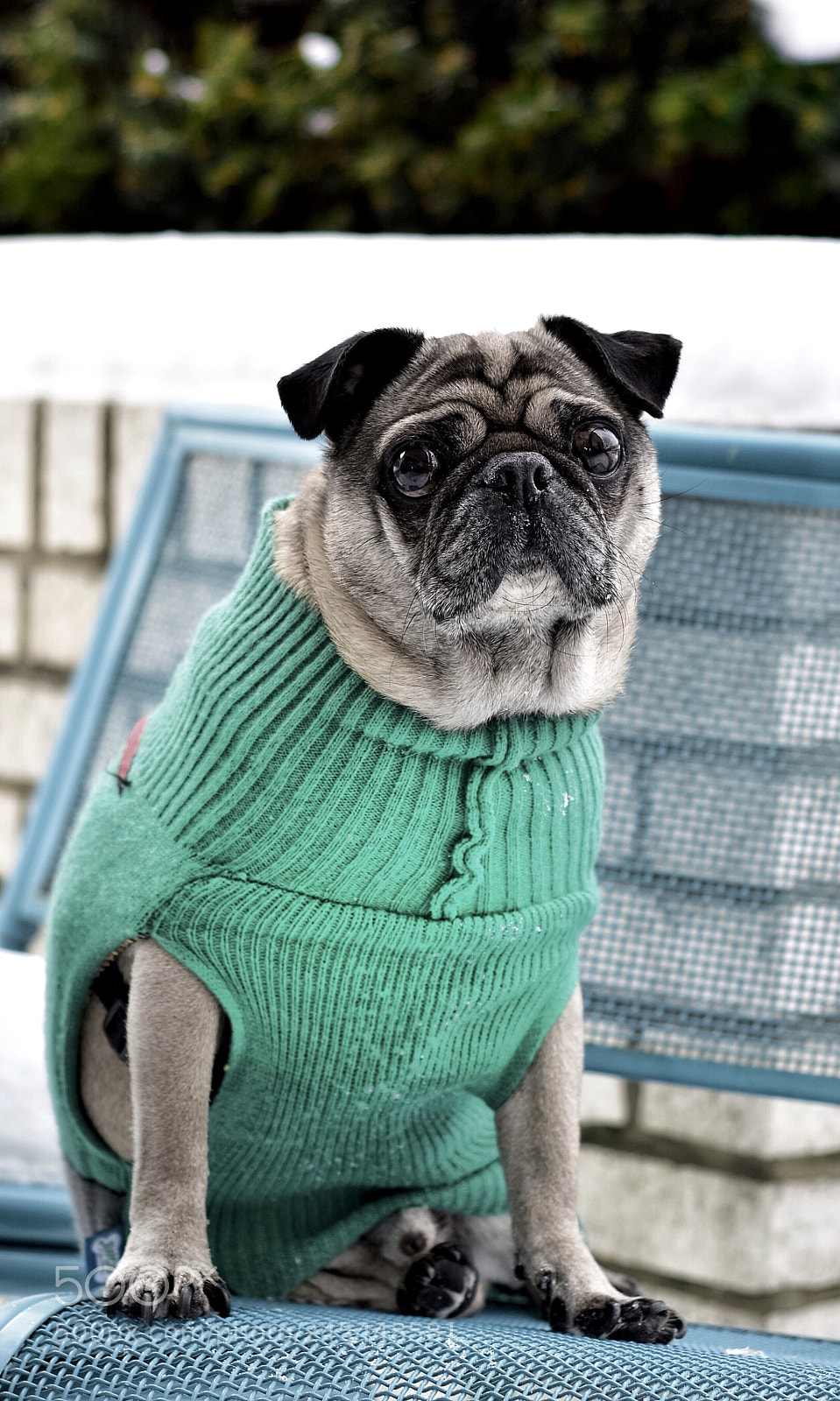 Nikon D5600 sample photo. Puggy portrait photography