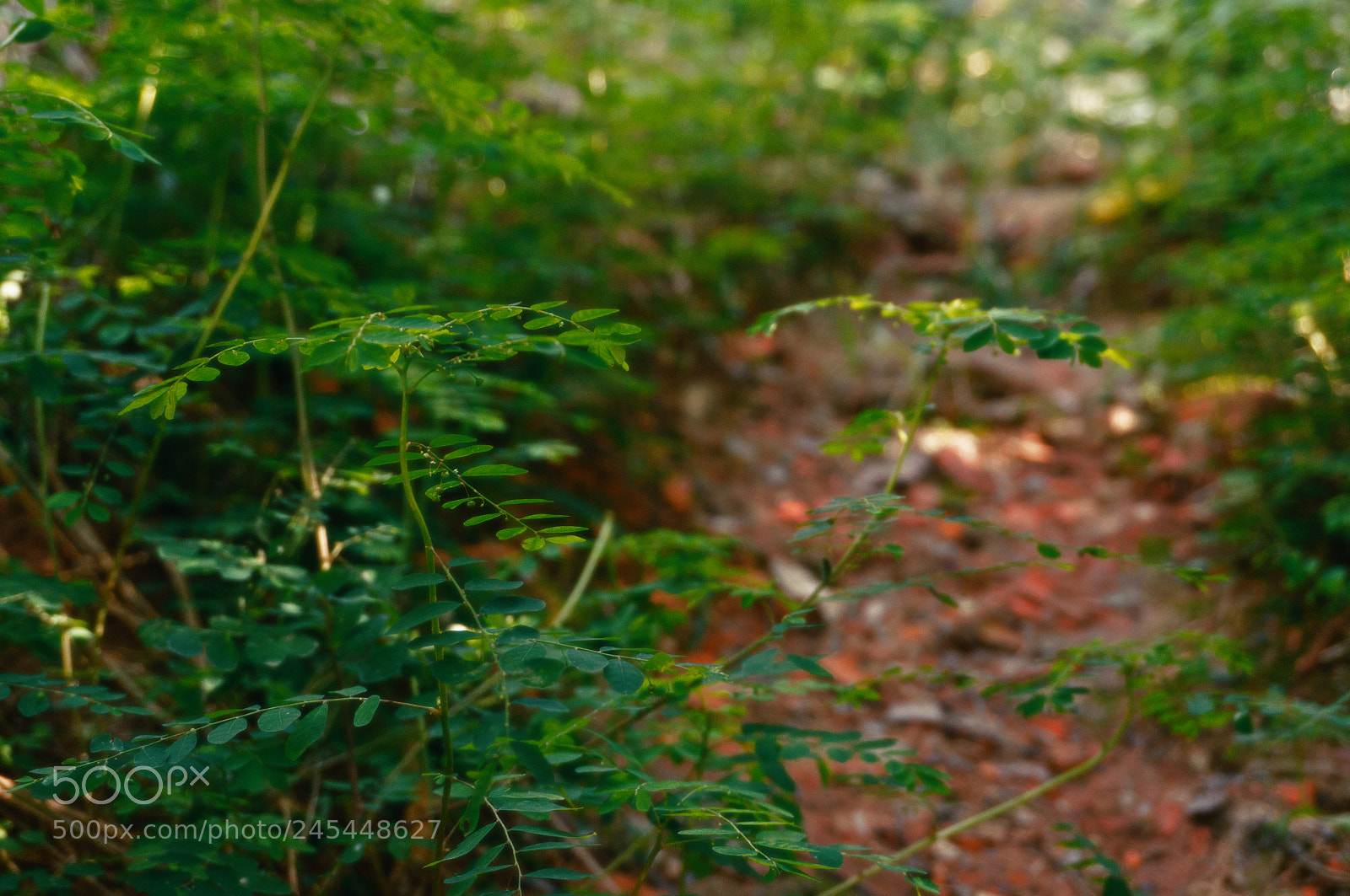 Sony Alpha NEX-5T sample photo. Just grass photography