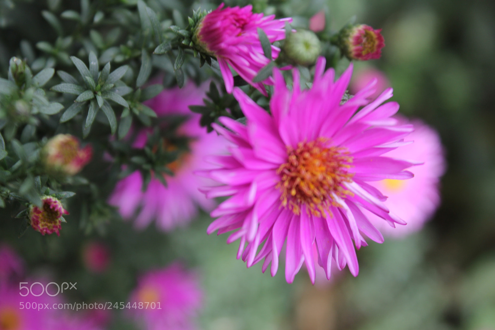 Canon EOS 1100D (EOS Rebel T3 / EOS Kiss X50) sample photo. Img photography