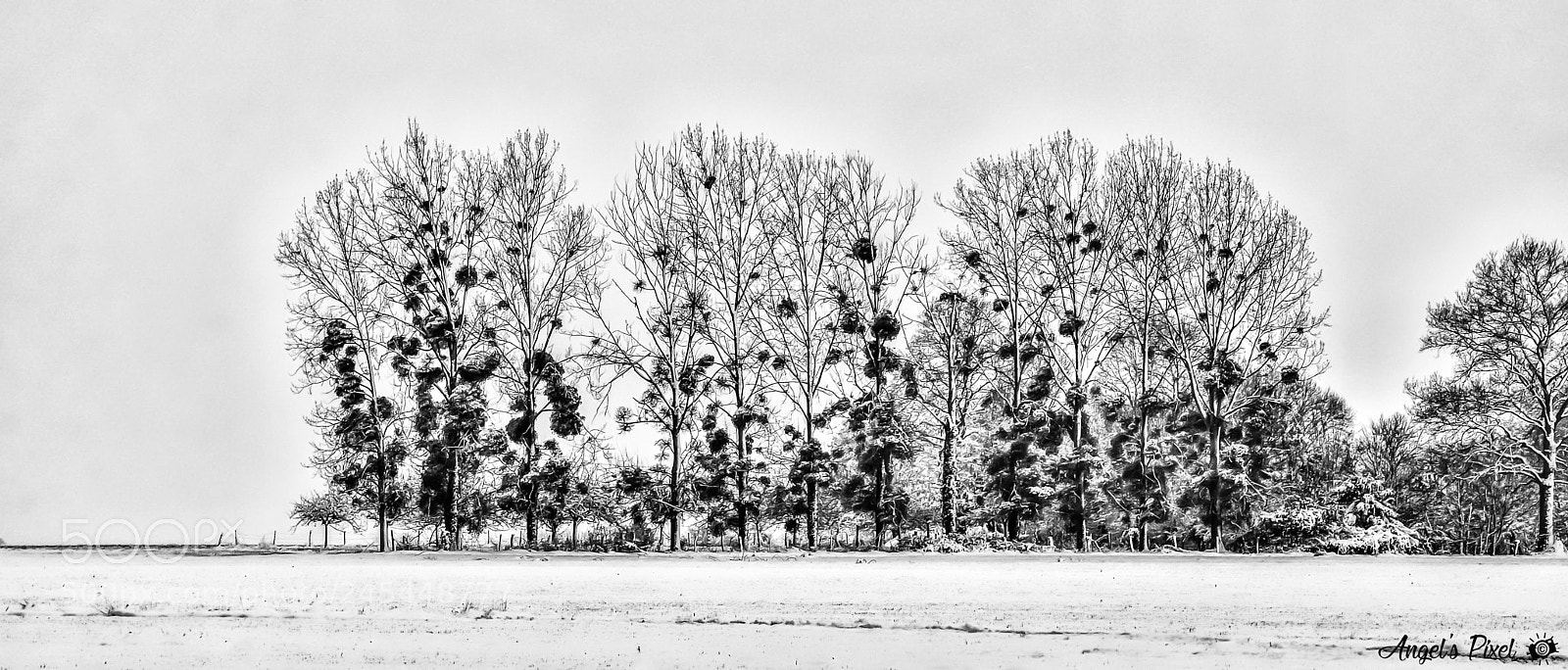 Nikon D7100 sample photo. Blanche neige - snow photography