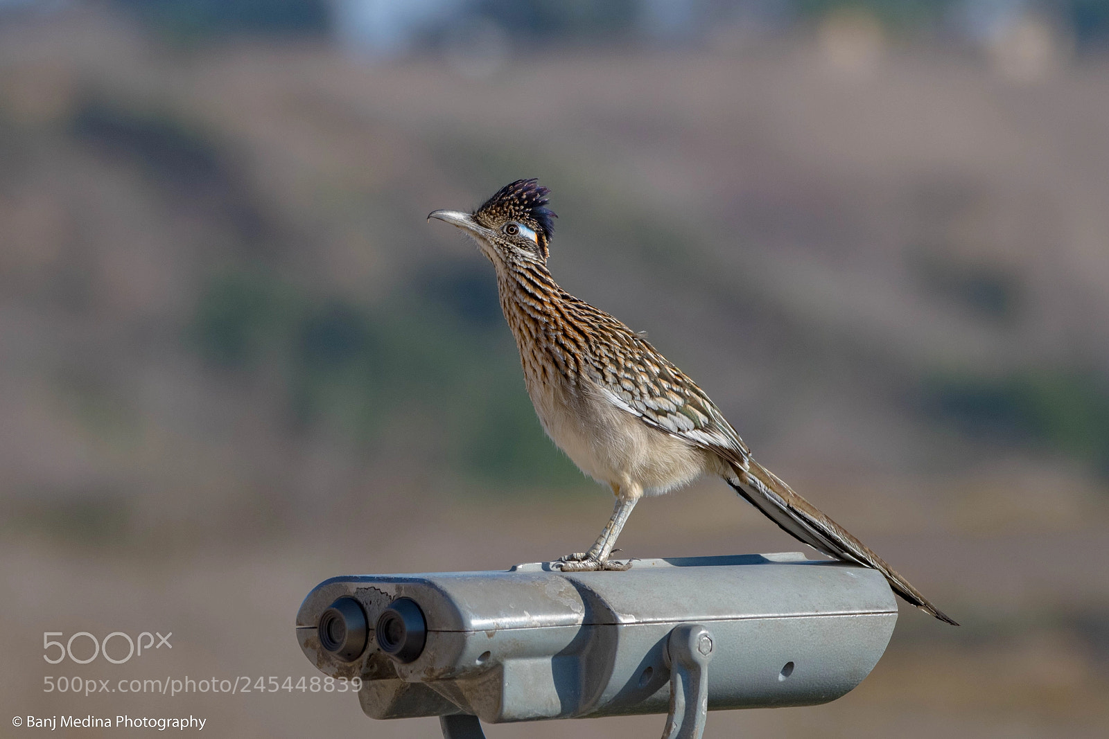 Nikon D500 sample photo. Greater road runner photography