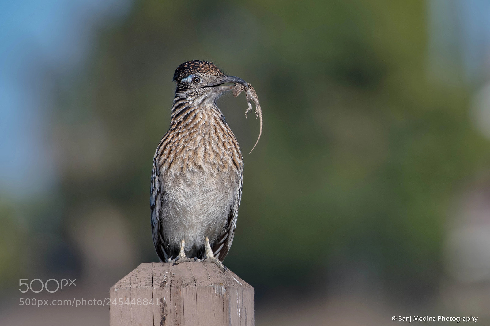 Nikon D500 sample photo. Greater road runner photography
