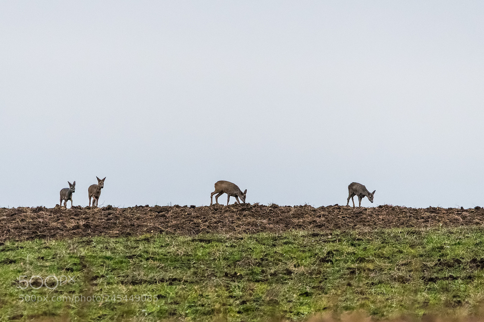 Nikon D500 sample photo. Roe deer in long photography