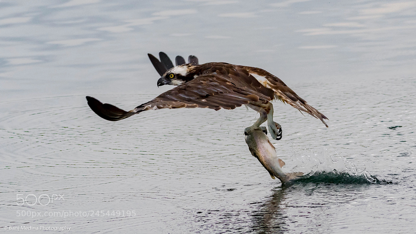 Nikon D500 sample photo. Osprey photography