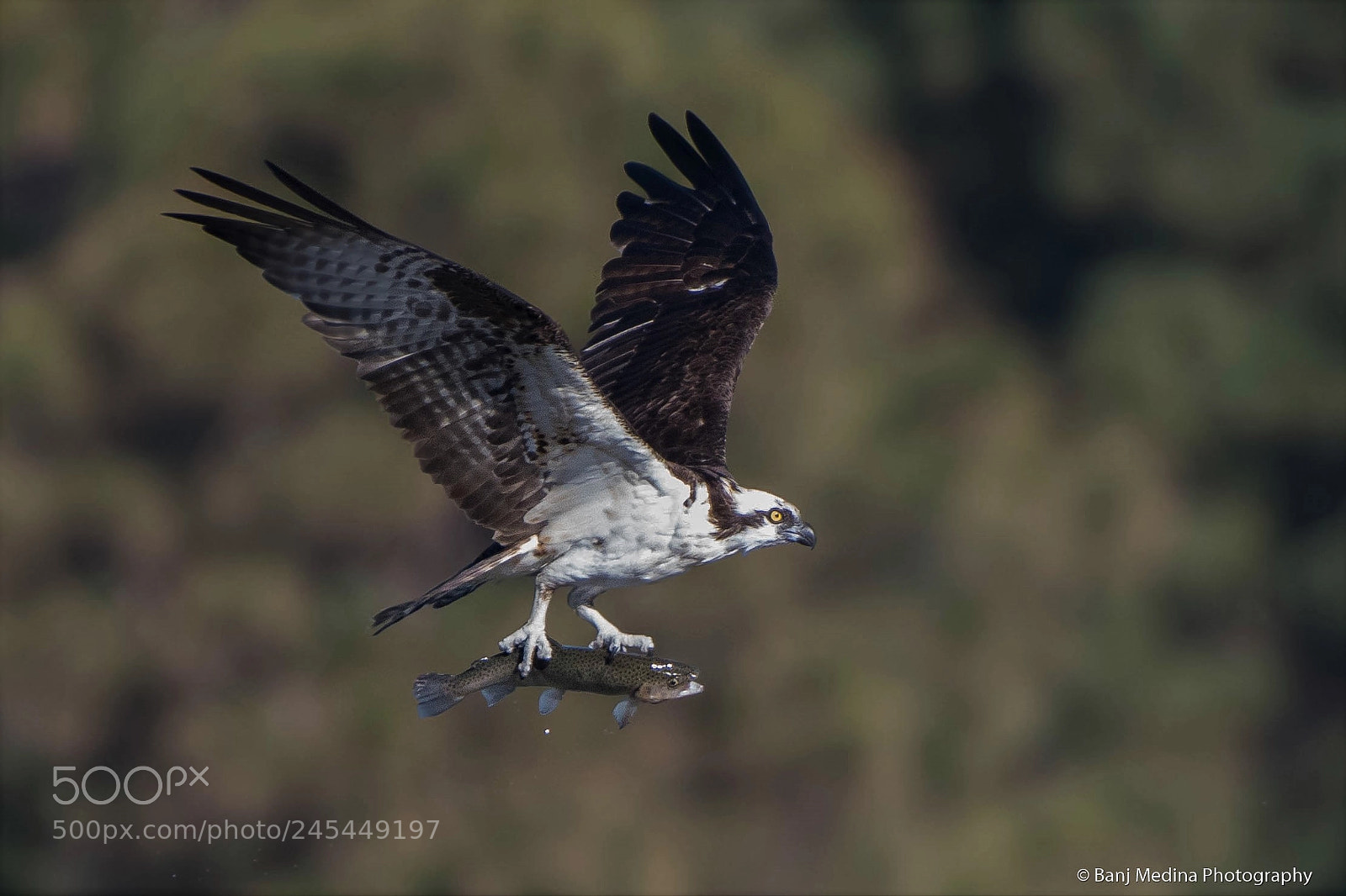 Nikon D500 sample photo. Osprey photography