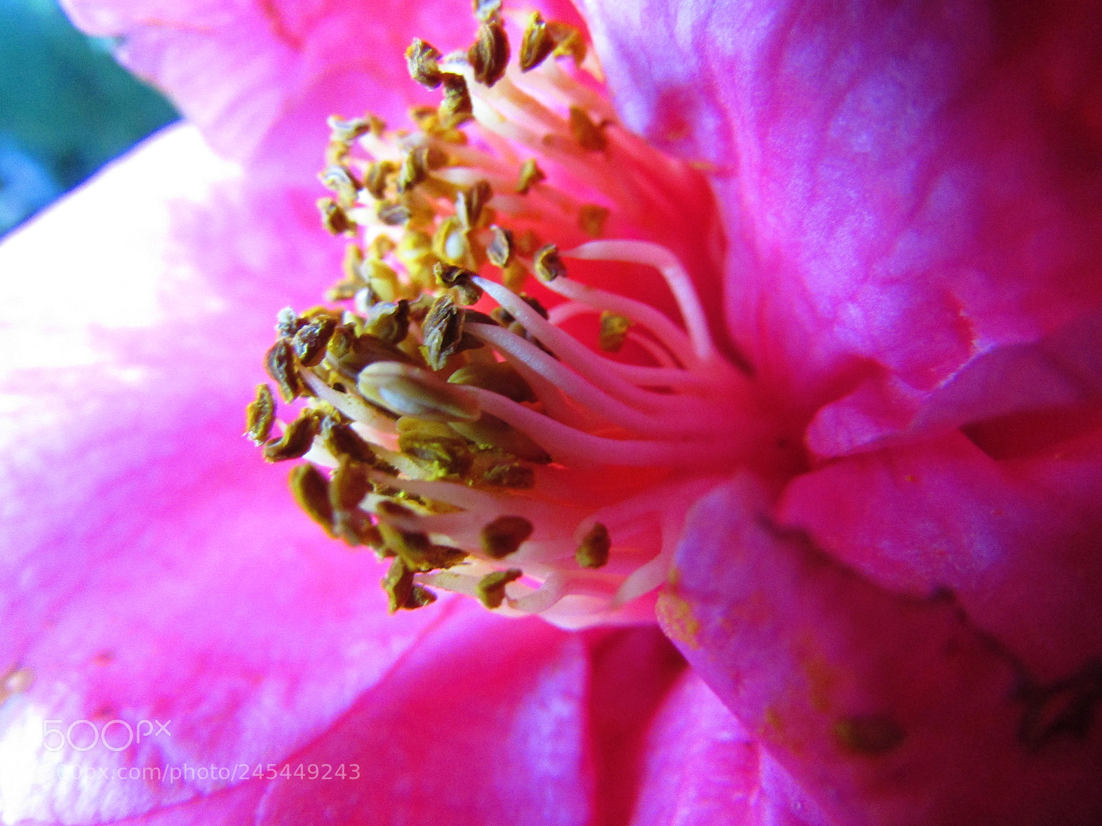 Canon PowerShot SX400 IS sample photo. Pink photography