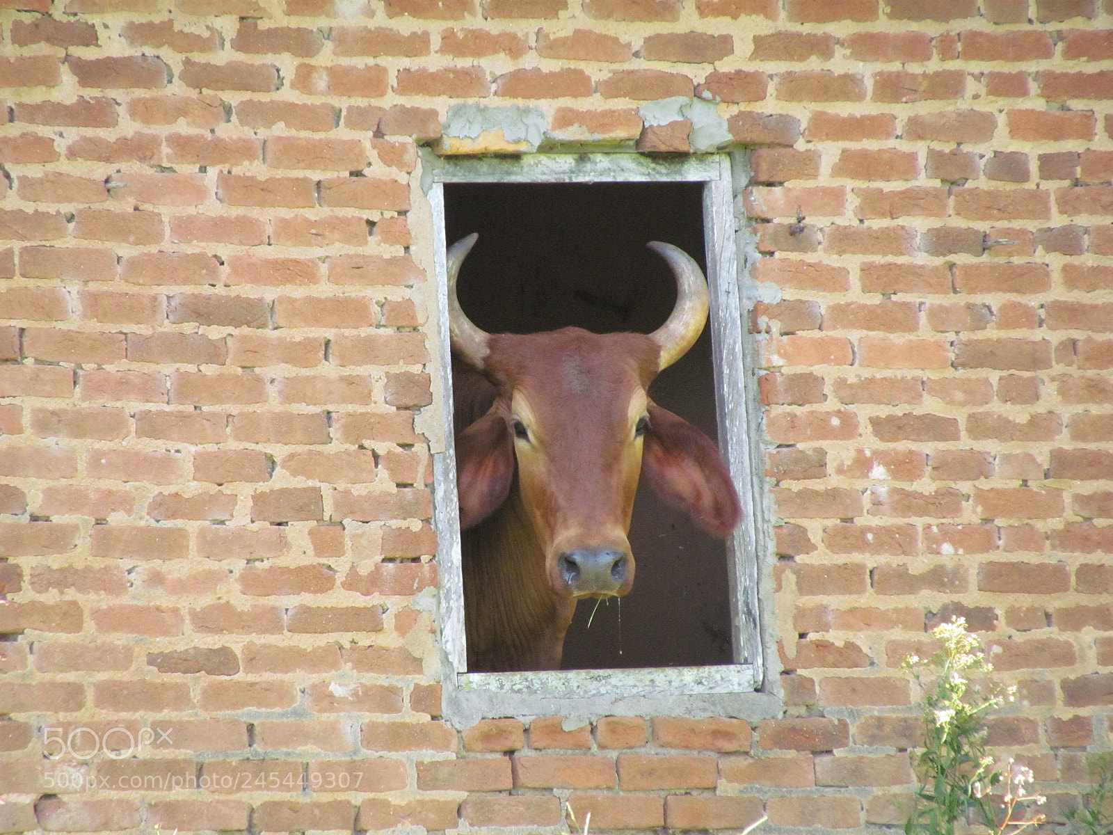 Canon PowerShot SX30 IS sample photo. Sene photography