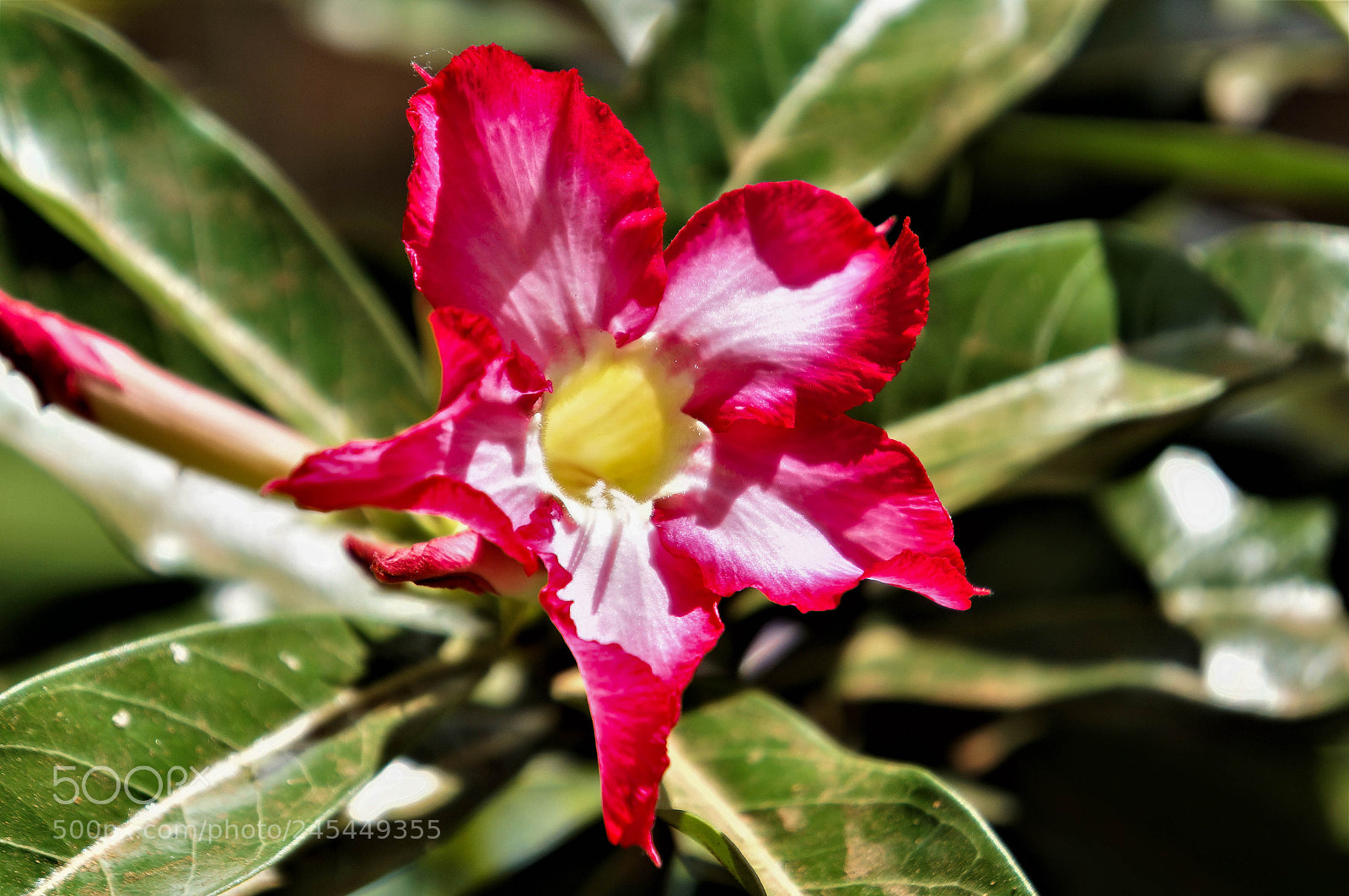 Sony Alpha NEX-F3 sample photo. Flor do deserto photography