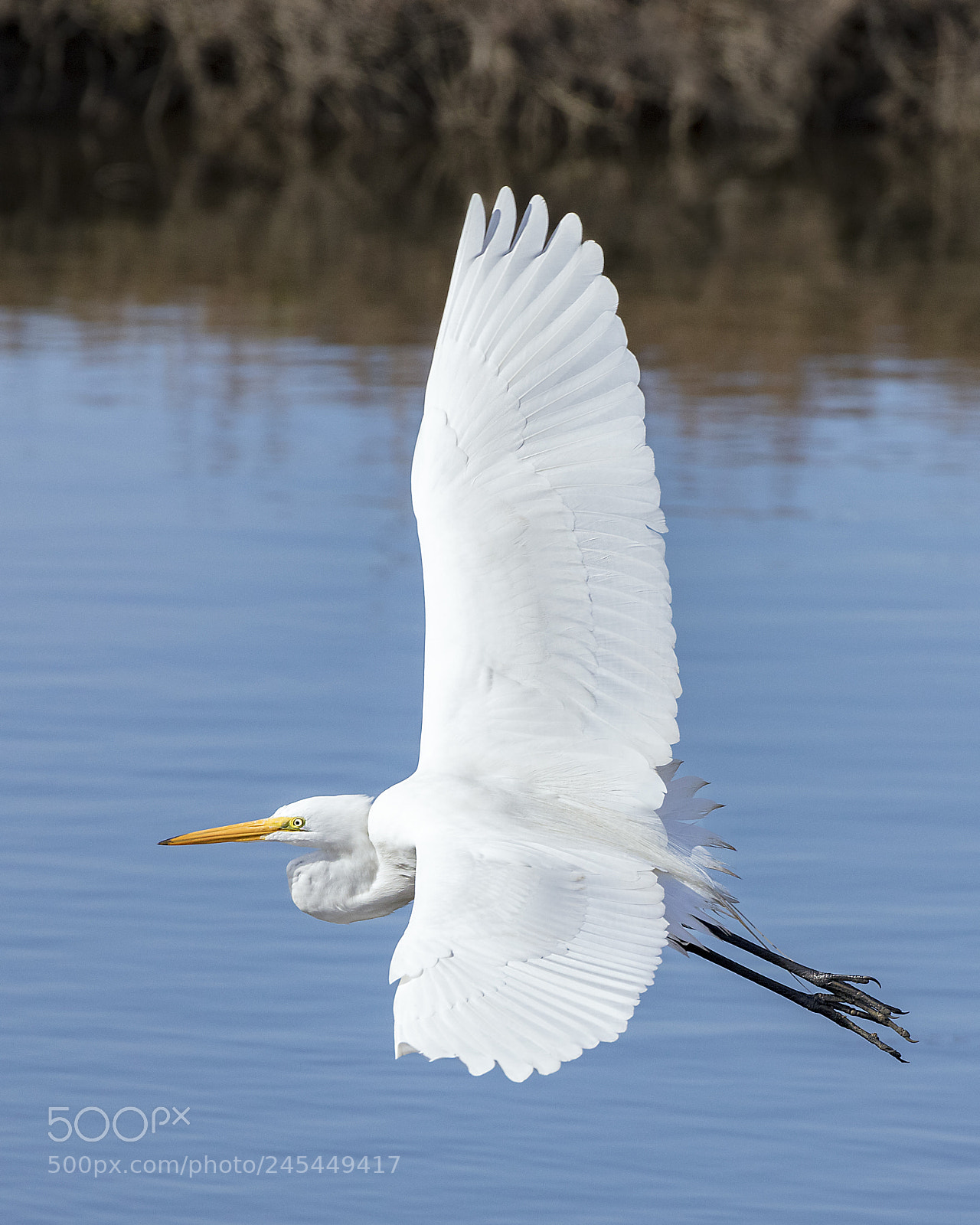Canon EOS 5DS sample photo. Great egret from above photography