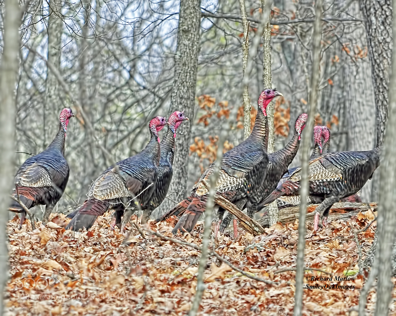 Nikon D5000 sample photo. Wild turkeys photography