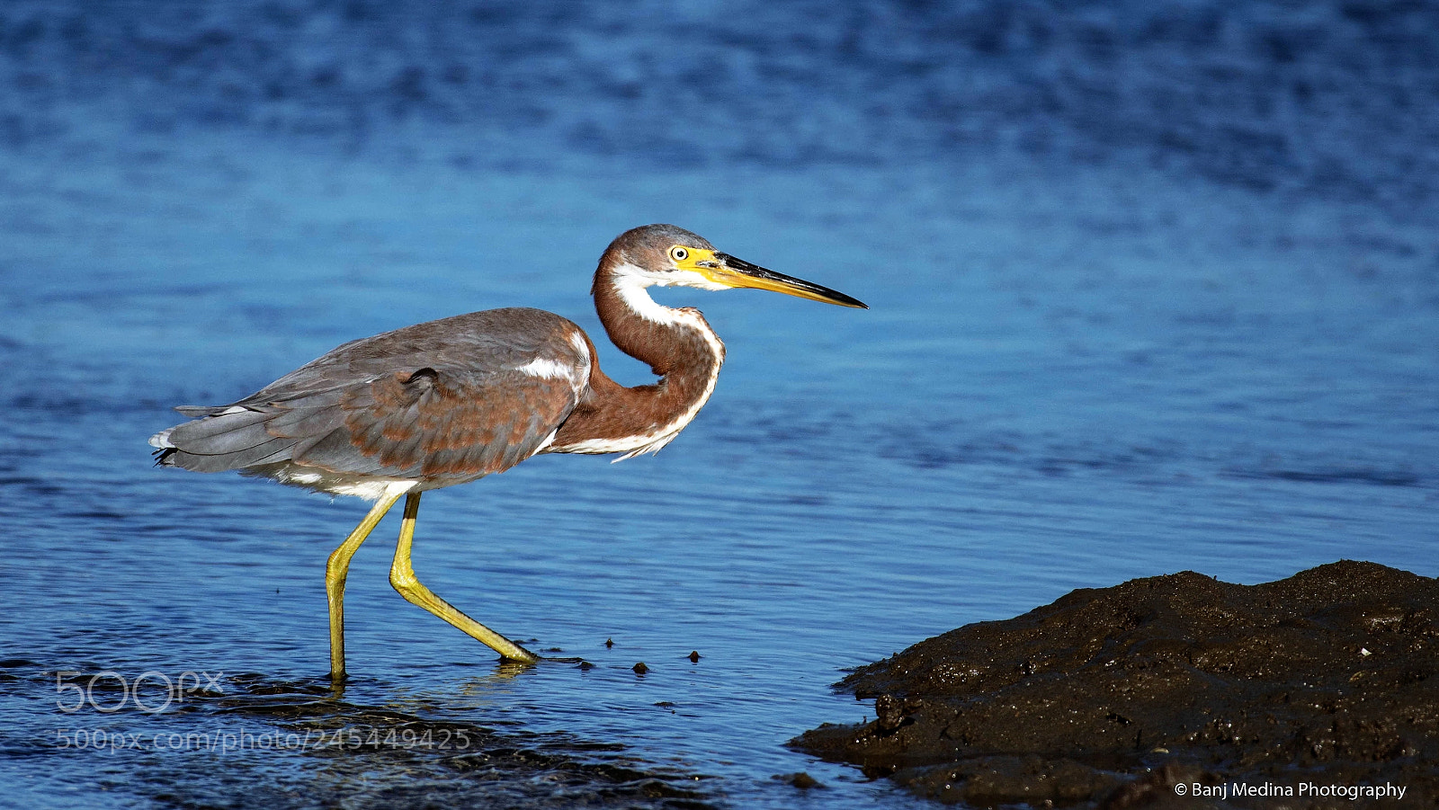 Nikon D500 sample photo. Tri-colored heron photography
