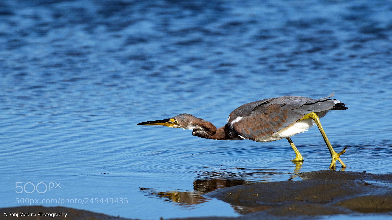 Nikon D500 sample photo. Tri-colored heron photography