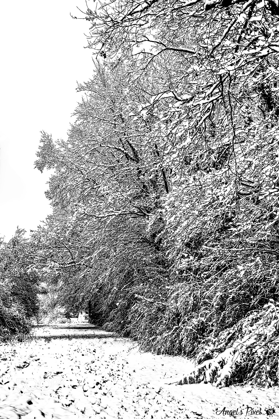 Nikon D7100 sample photo. Blanche neige - snow photography