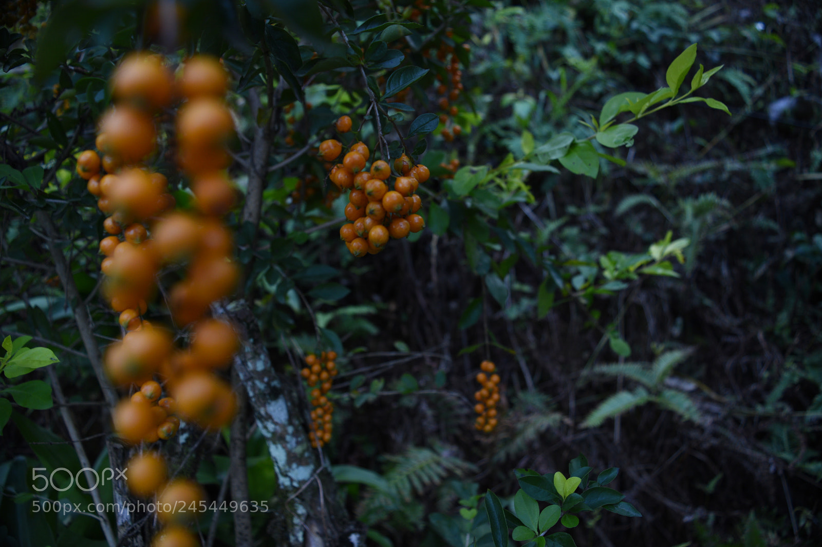 Nikon D5500 sample photo. Double take photography