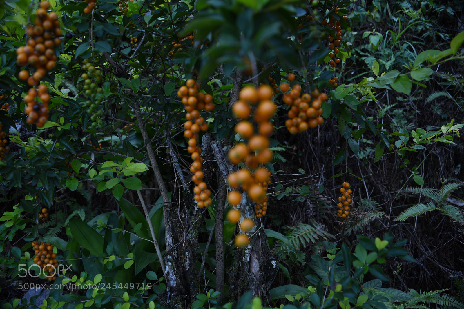 Nikon D5500 sample photo. Unknown beauty photography
