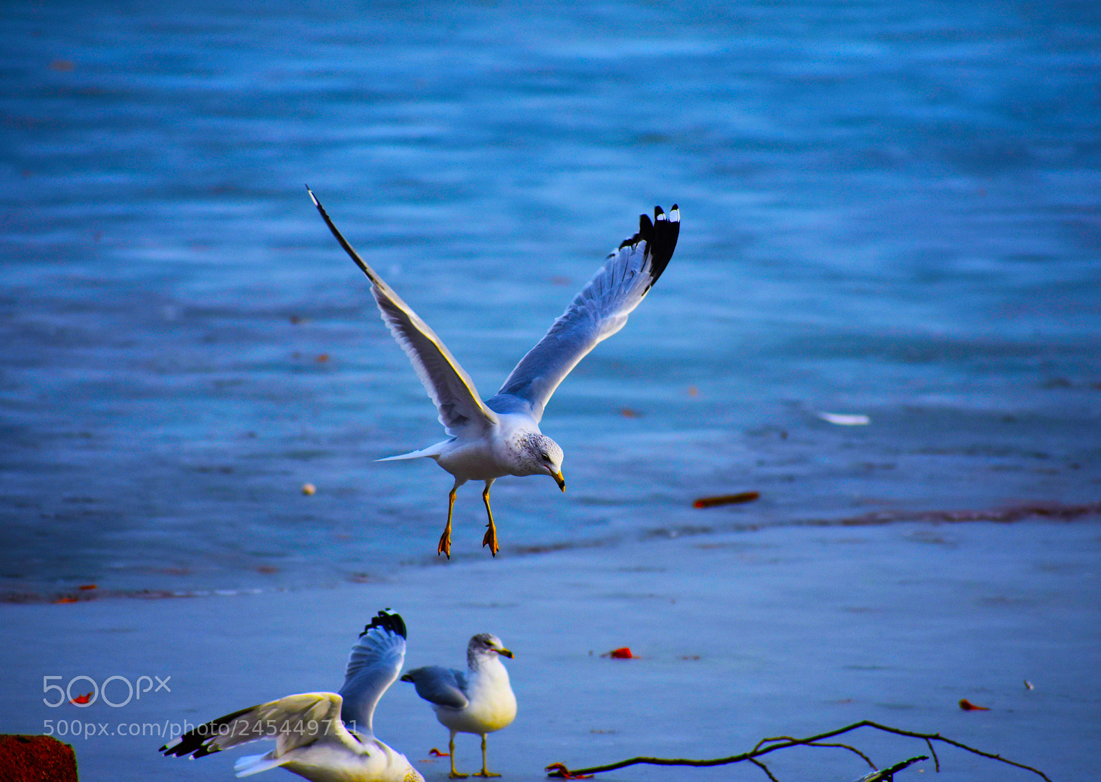 Nikon D3400 sample photo. Flying through the air ? photography