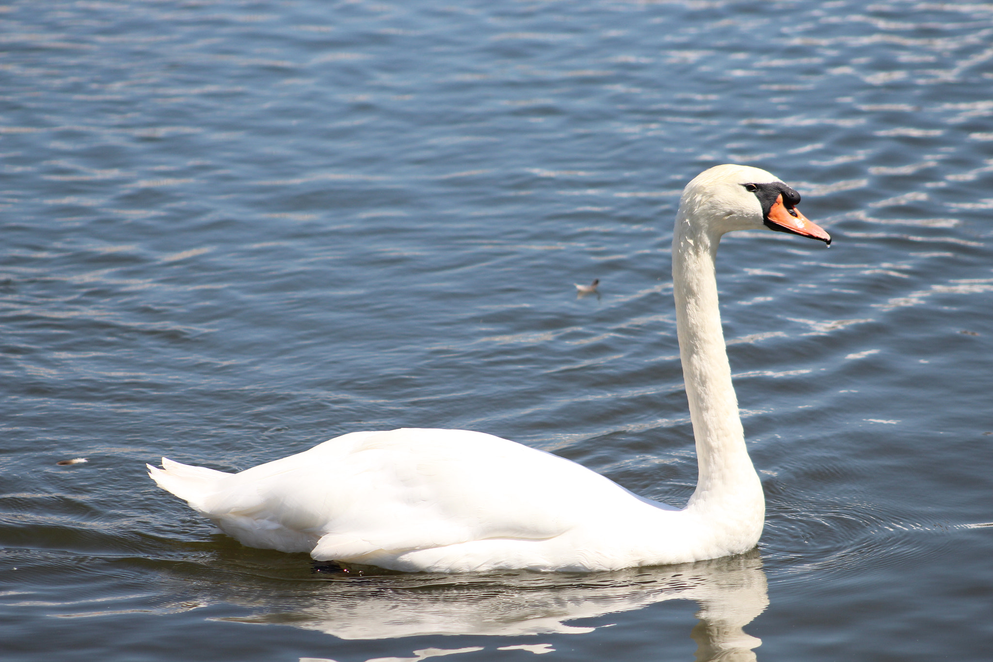 Canon EOS 1300D (EOS Rebel T6 / EOS Kiss X80) + EF75-300mm f/4-5.6 sample photo. Swan - natural beauty!!! photography