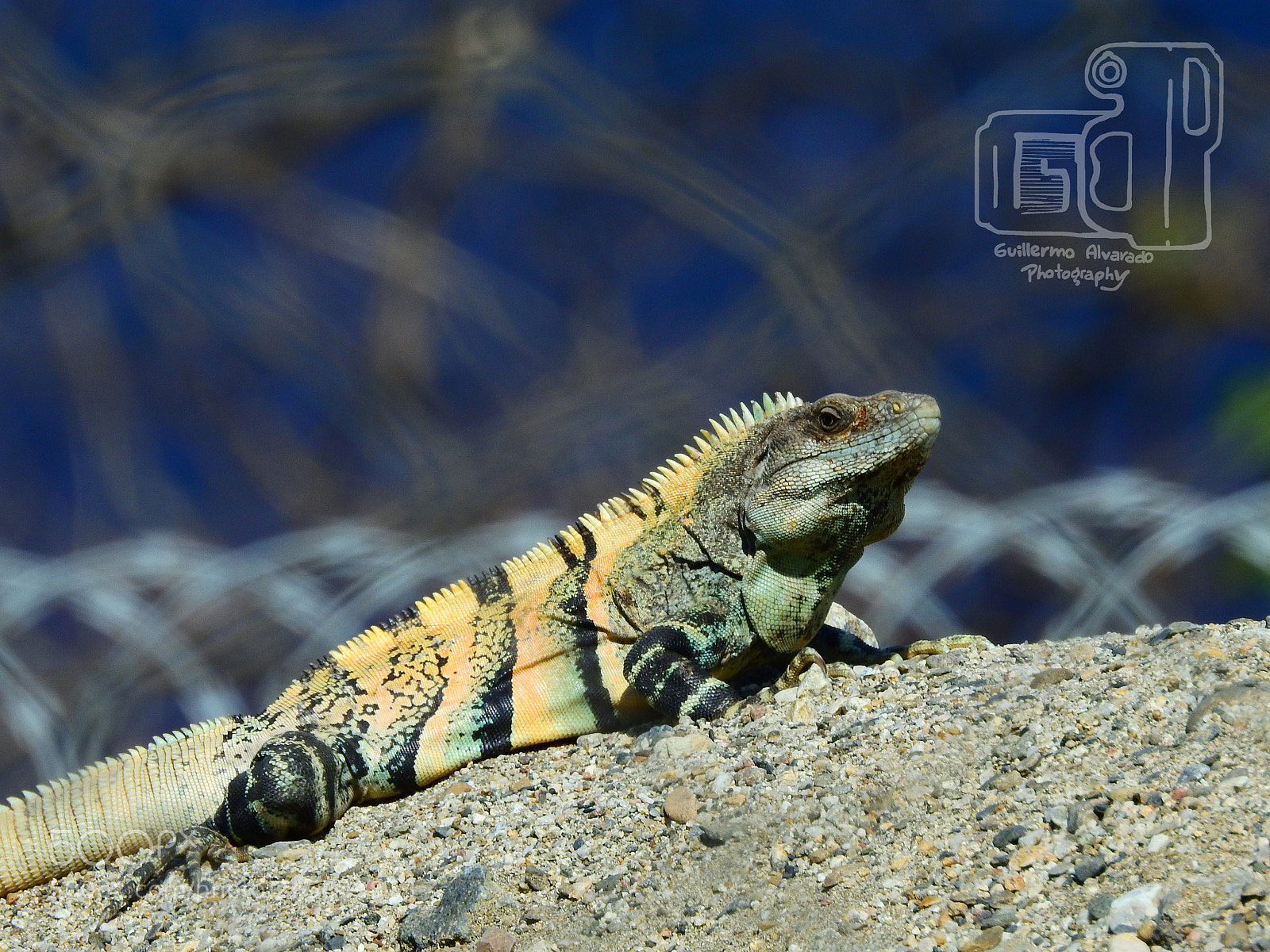 Nikon Coolpix P900 sample photo. Iguana at the sun photography