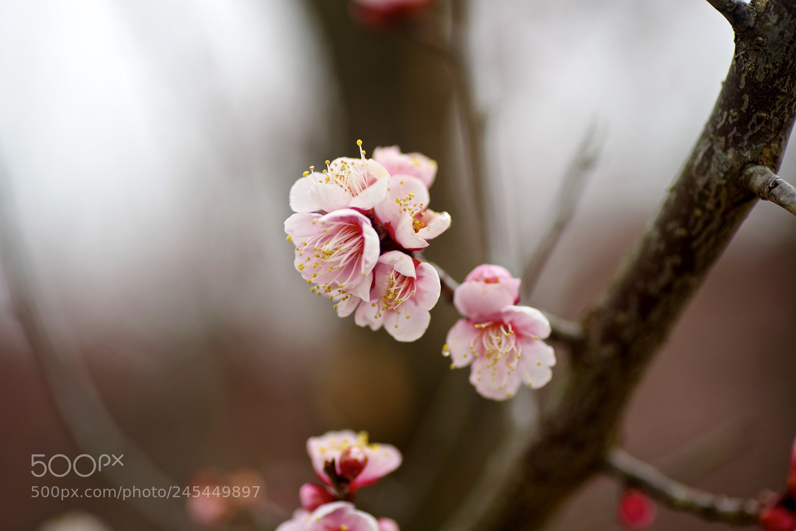 Pentax K-1 sample photo. Pink plum photography