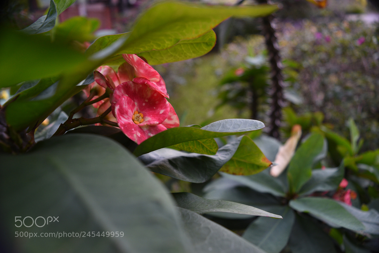 Nikon D5500 sample photo. Hidden talent photography
