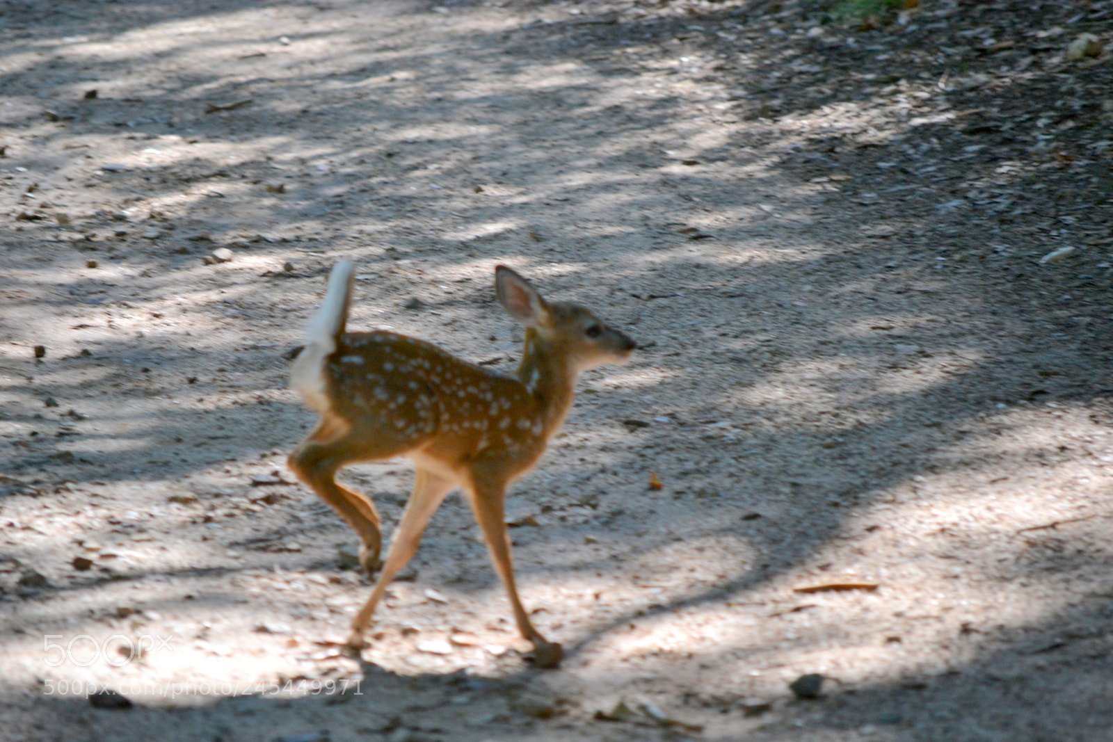 Nikon D3100 sample photo. Fawn photography