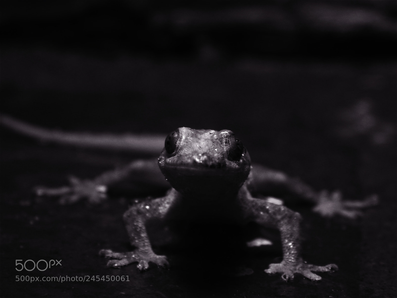 Nikon Coolpix L820 sample photo. Lizard photography