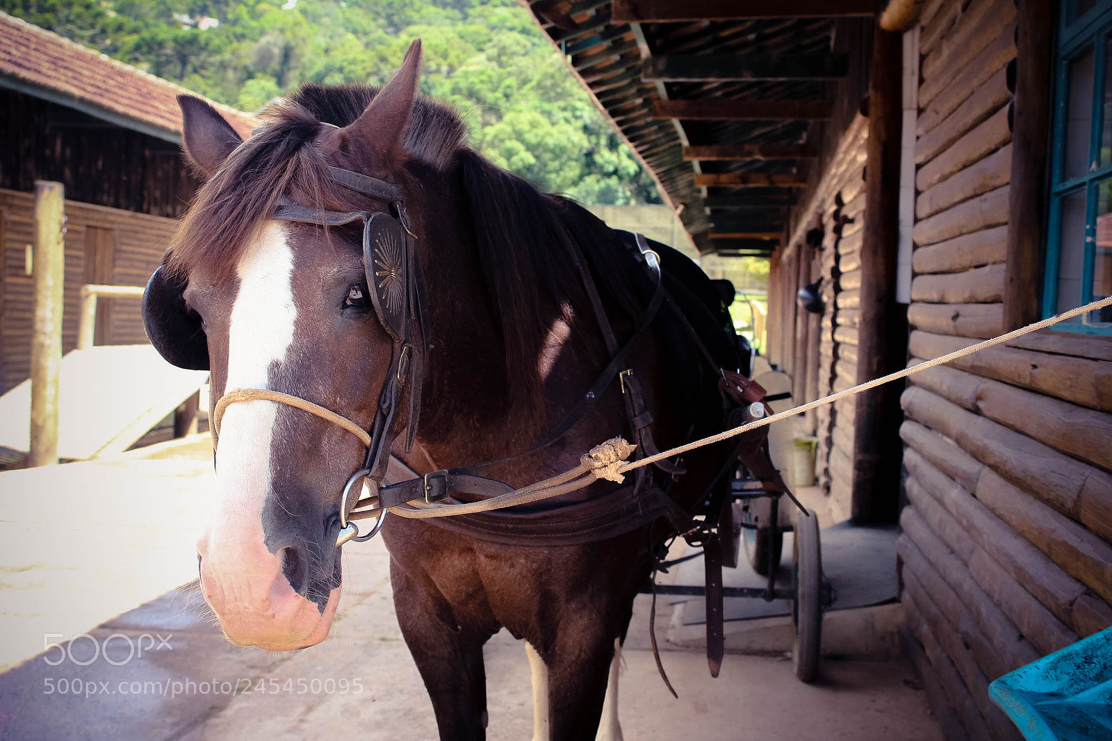 Canon EOS 1200D (EOS Rebel T5 / EOS Kiss X70 / EOS Hi) sample photo. Horse - campos do photography