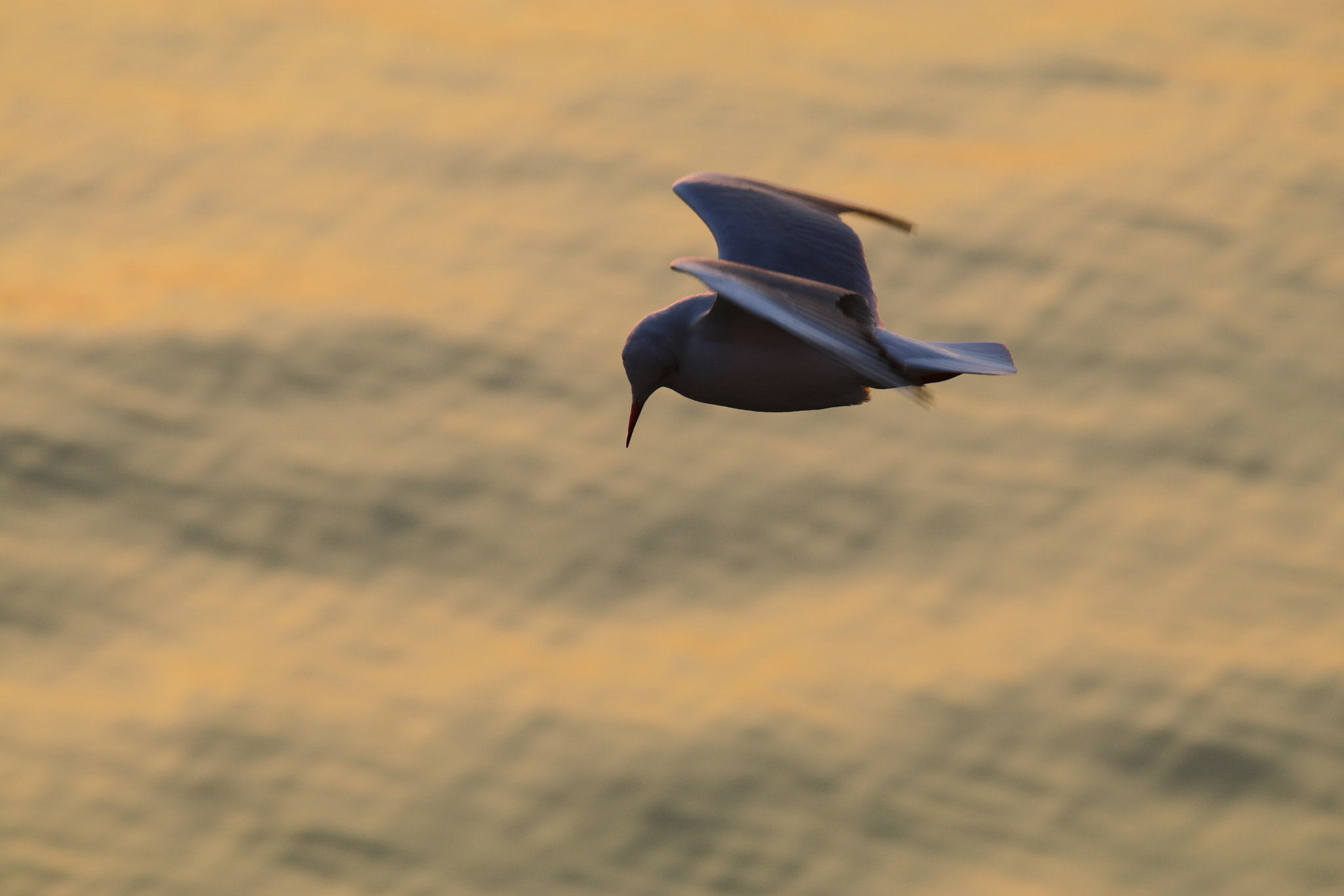 Tamron SP 150-600mm F5-6.3 Di VC USD sample photo. 巡视patrol photography
