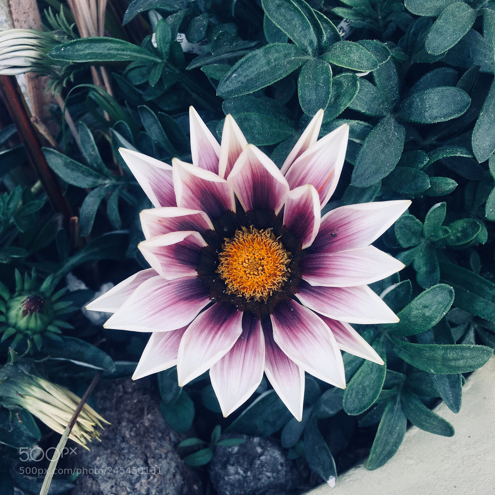 Apple iPhone 6s sample photo. Blooming flower photography