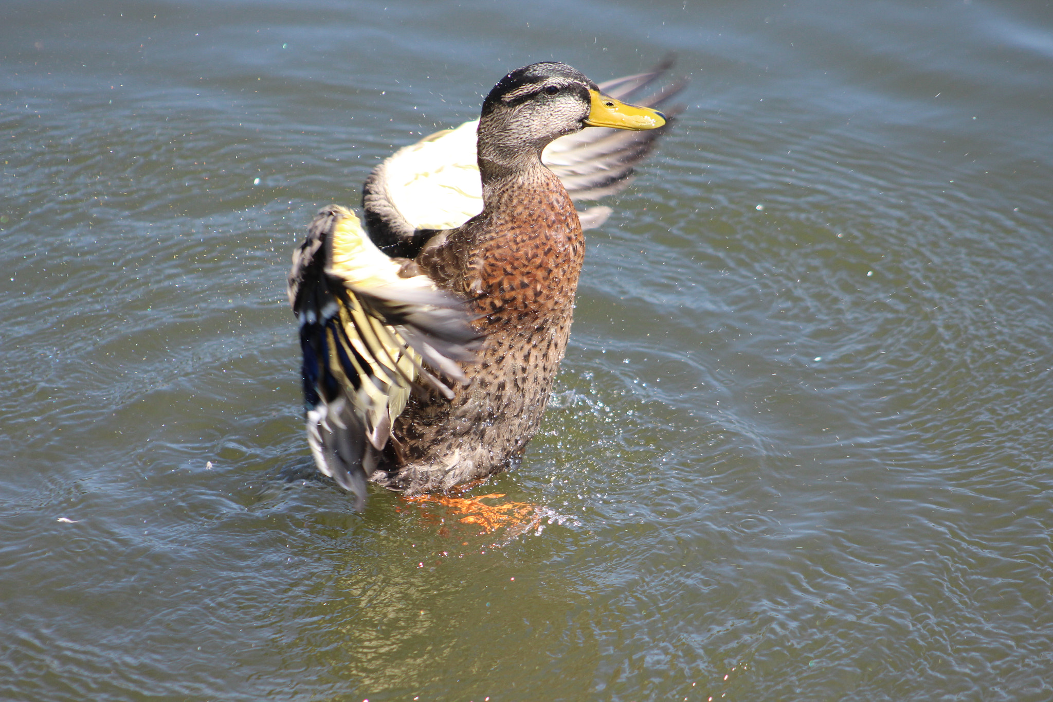 Canon EOS 1300D (EOS Rebel T6 / EOS Kiss X80) + EF75-300mm f/4-5.6 sample photo. Ducks flytime!!! photography