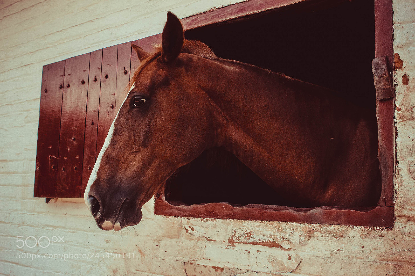 Canon EOS 1200D (EOS Rebel T5 / EOS Kiss X70 / EOS Hi) sample photo. Horse photography