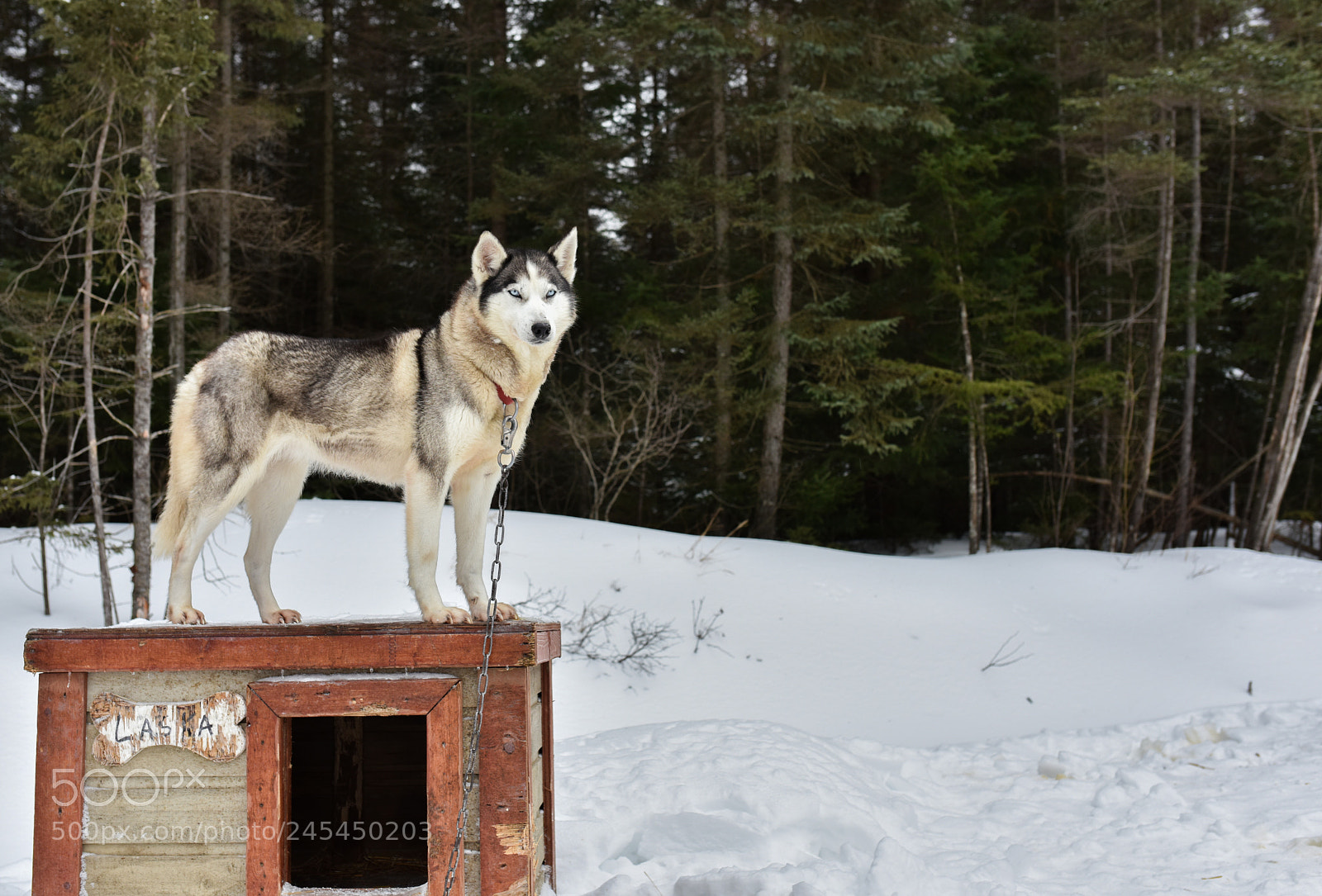 Nikon D810 sample photo. Sledding alaskan husky photography