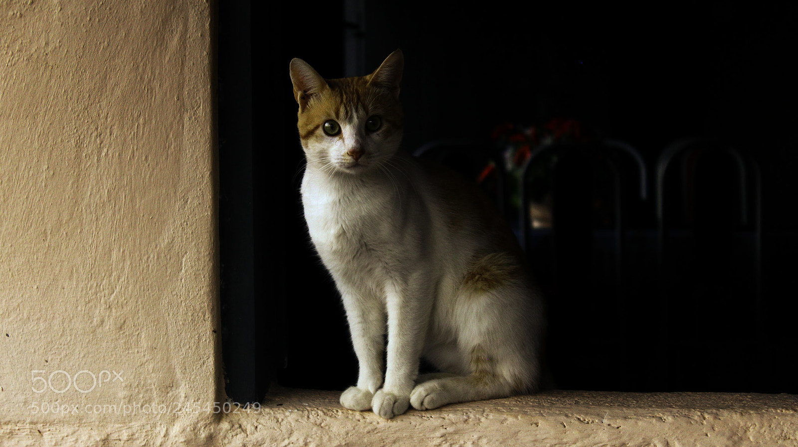 Canon EOS 1200D (EOS Rebel T5 / EOS Kiss X70 / EOS Hi) sample photo. Romeu; photography