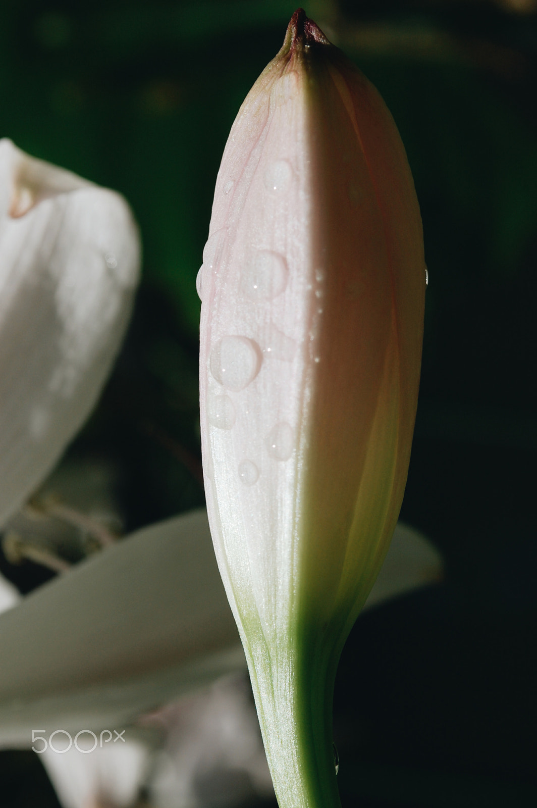 Nikon D40 sample photo. Processed with vsco with a6 preset photography