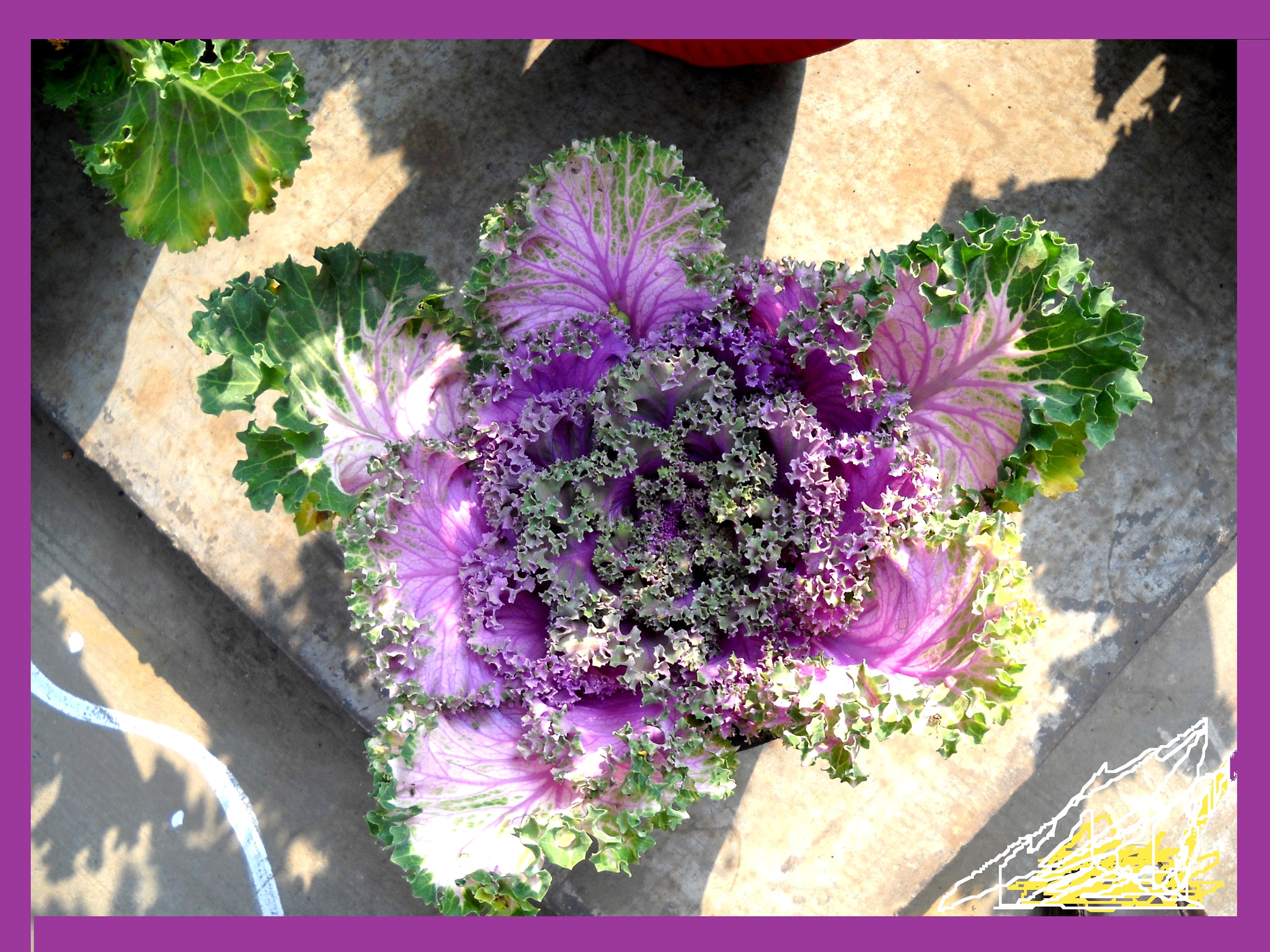Nikon Coolpix L20 sample photo. Colorful cabbage flower photography