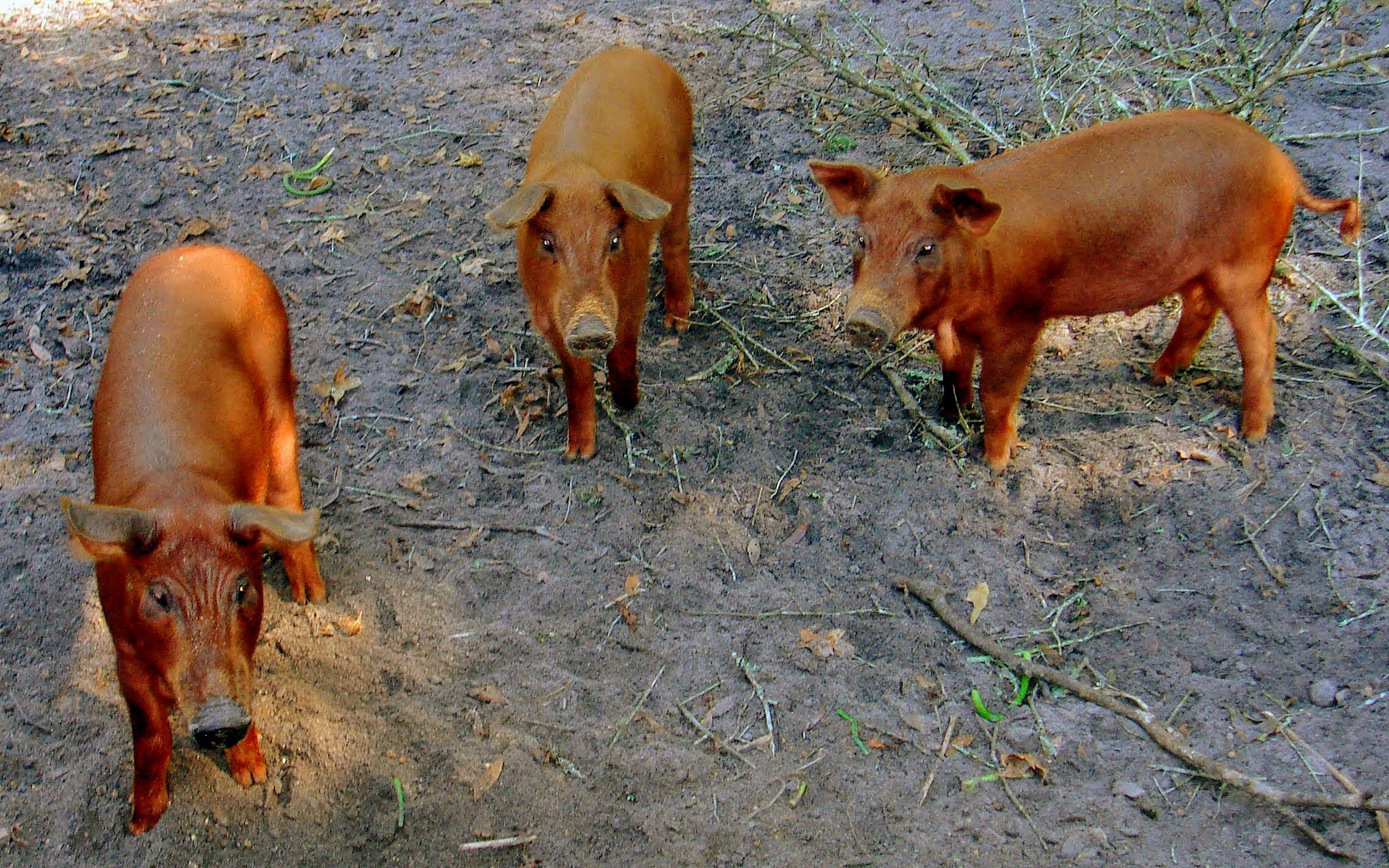 Sony DSC-T9 sample photo. Bacon sausage and ham photography