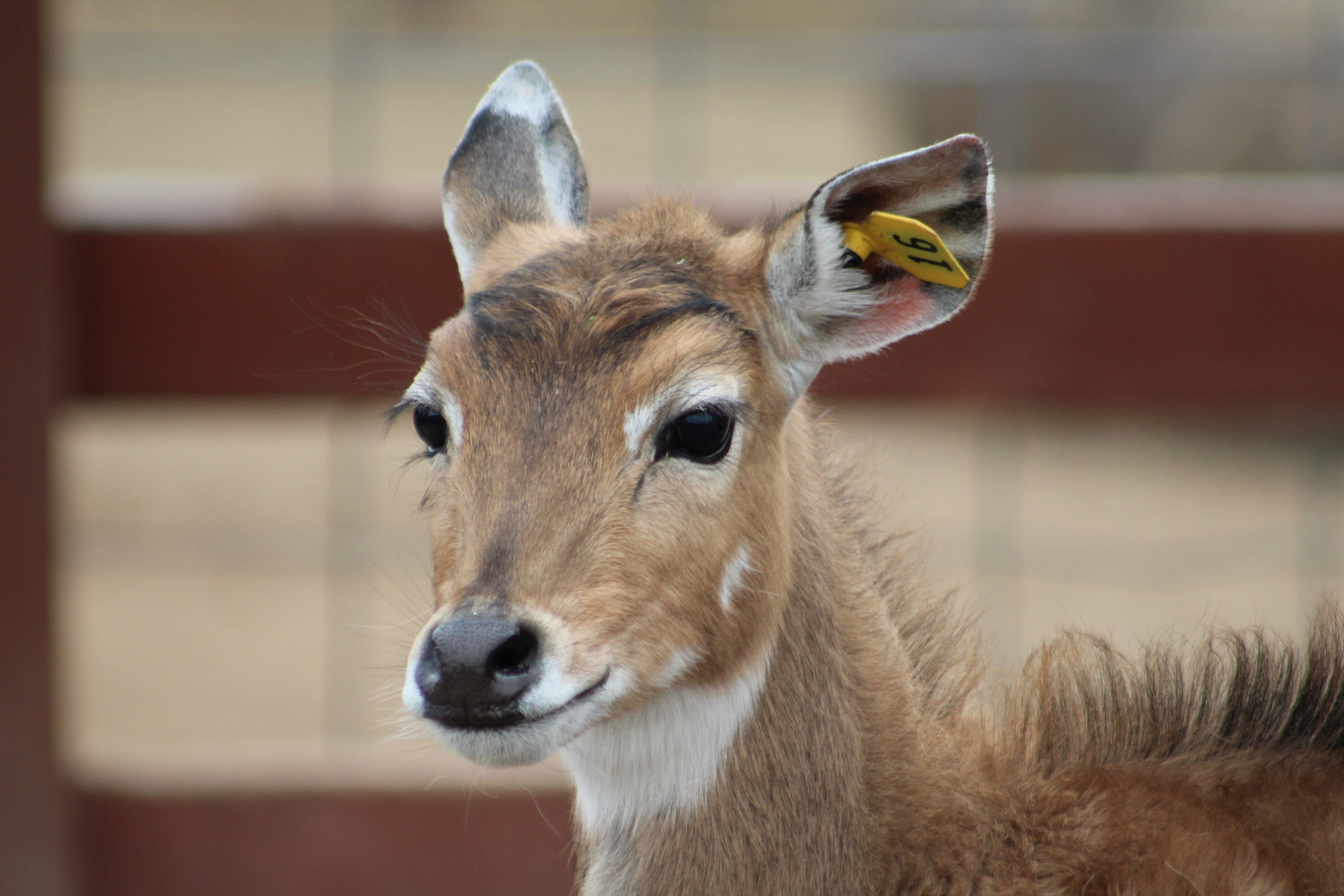 Canon EOS 1300D (EOS Rebel T6 / EOS Kiss X80) + EF75-300mm f/4-5.6 sample photo. Deer closeup!!! photography