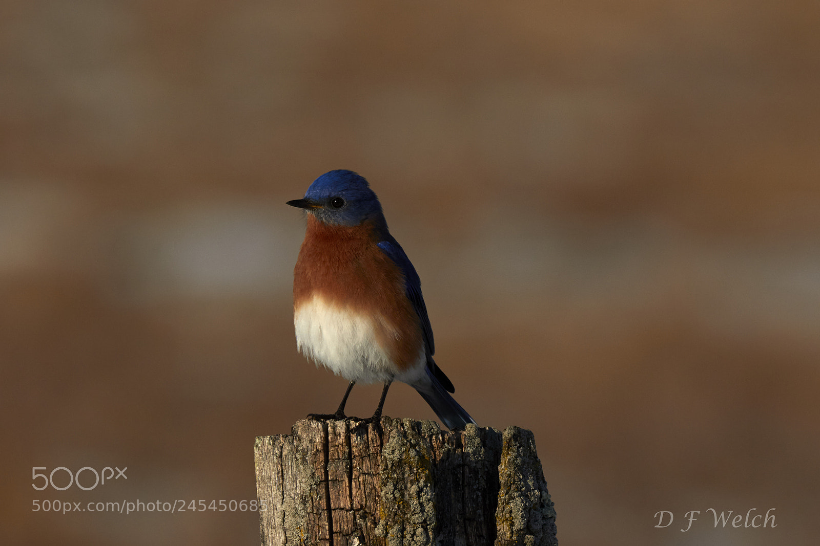 Canon EOS 7D Mark II sample photo. Eastern bluebird-male photography