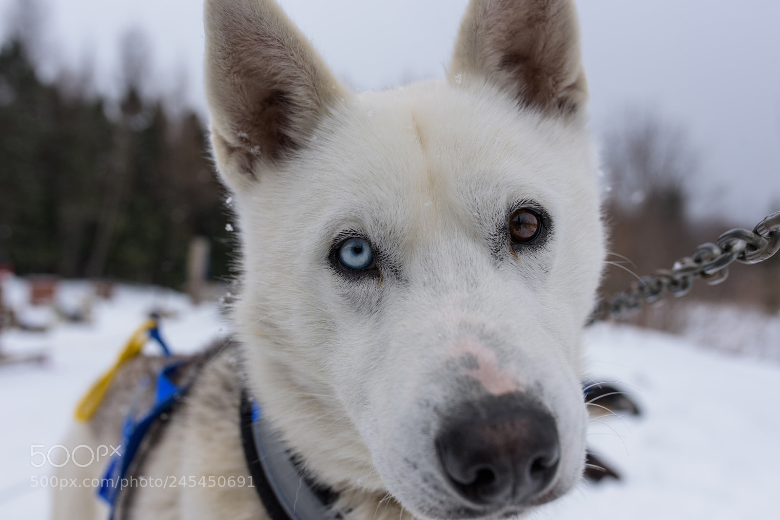 Nikon D810 sample photo. Heterochromia sled dog photography