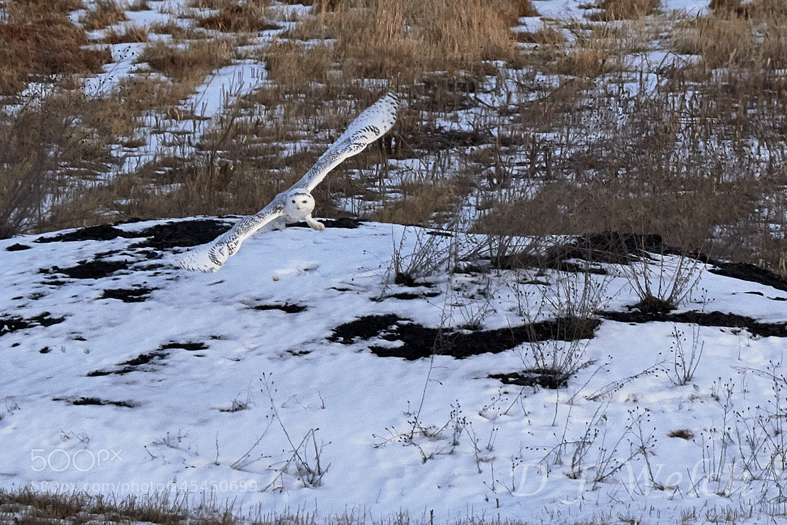 Canon EOS 7D Mark II sample photo. Snowy owl in flight photography