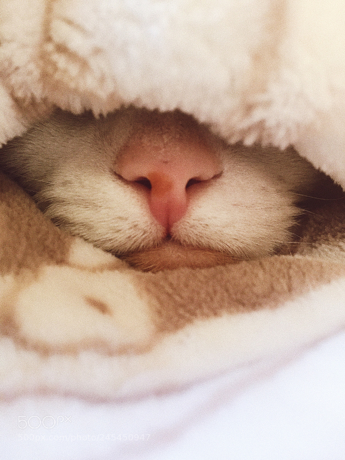 Apple iPhone 6 sample photo. Kitty nose photography