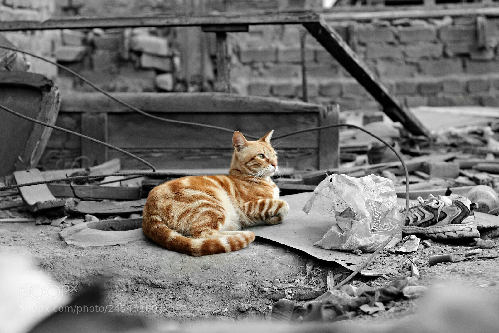 Canon EOS 1200D (EOS Rebel T5 / EOS Kiss X70 / EOS Hi) sample photo. Street cat photography
