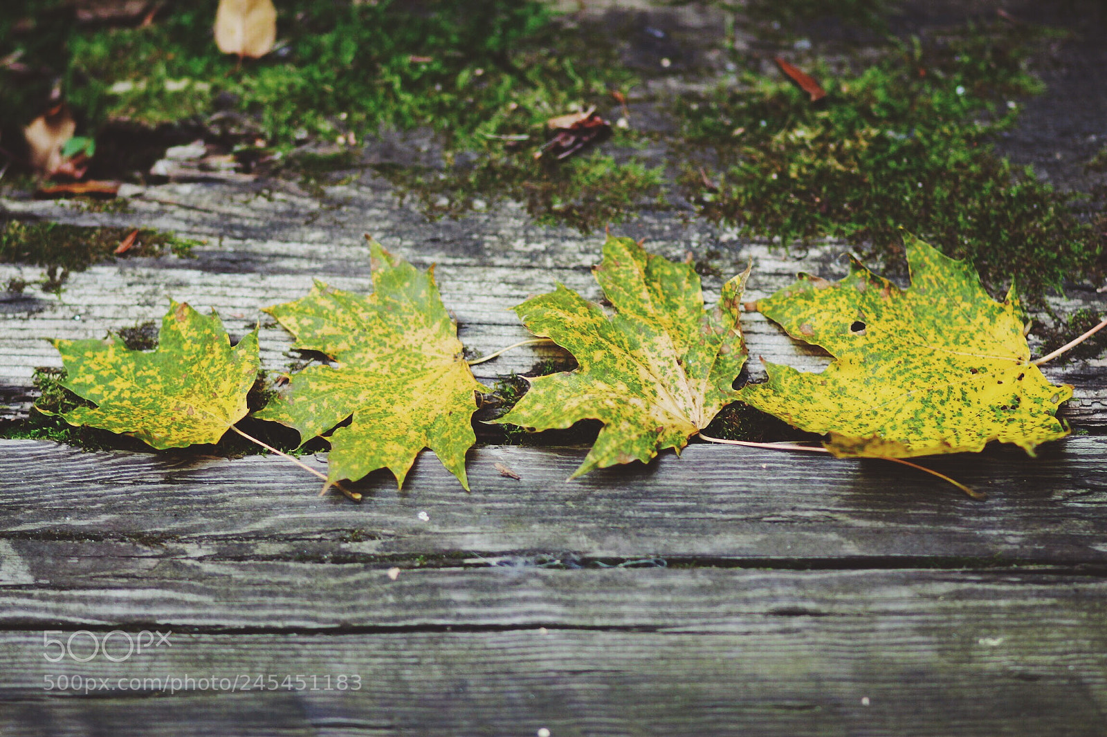 Canon EOS 650D (EOS Rebel T4i / EOS Kiss X6i) sample photo. Leaves on wood photography