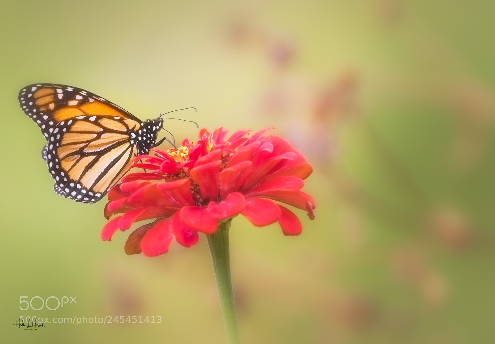 Nikon D810 sample photo. Monarch pollinator photography